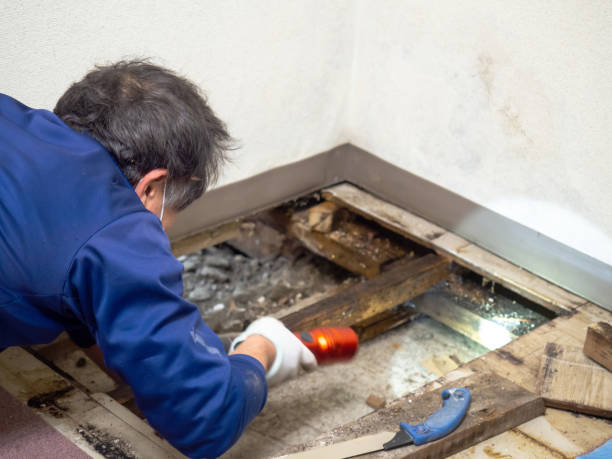 Durant, IA Mold Remediation Company